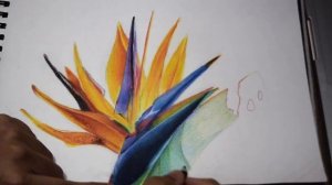 Drawing Bird of Paradise