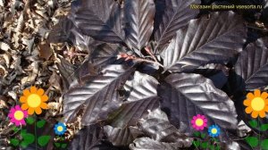 Бук лесной Тур. Краткий обзор, описание характеристик, где купить саженцы fagus sylvatica Tur