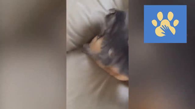 КОШКИ Вы Будете смеяться весь день | Юмор Для Поднятия Настроения | Помощь Животным | Приколы Дикие