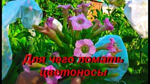 ДНЕВНИК ТАБАКОВОДА № 26 ( 12.07. надо ли ломать цветоносы ) ТАБАК