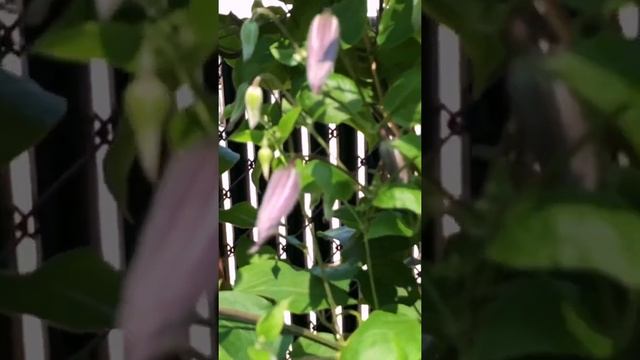 SUMMER GARDEN TOUR 2021| PURPLE CLEMATIS VINE | KELLYNO GARDEN #SHORTS