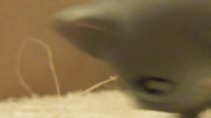 LPS сериал: Девочка-рыба 10 серия