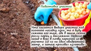 Когда лучше сажать лук: осенью или весной?