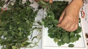 Заготовка Мяты на зиму? Как правильно хранить мяту?