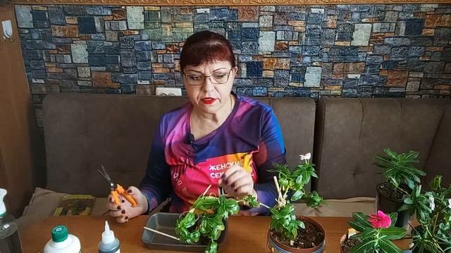 КАТАРАНТУС (БАРВИНОК). ОТВЕЧАЮ НА ВАШИ ВОПРОСЫ.