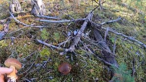 Кингисеппский лес, суббота, с женой выспались и решили съездить по грибы.