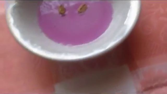 Момордика.Проращивание семян.