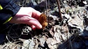 Первые грибы СМОРЧКИ - грибной сезон открыт