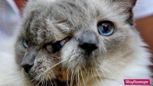 САМЫЕ НЕОБЫЧНЫЕ КОТЫ