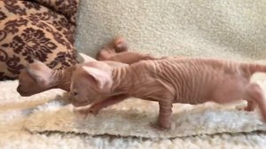 #котята #сфинкс
Очень маленькие Сфинксы ?