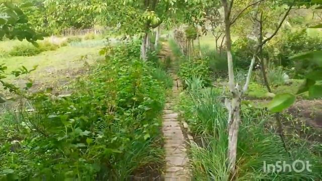 #дача#позитив#цветочныймикс Дачные дела.Кто со мной? смотреть онлайн