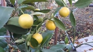 Сравнение сроков созревания сортов апельсина