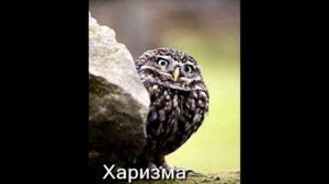 OWL. Картинки из жизни совиной. Учимся у птиц