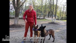 Малинуа - НЕ лучшая собака для охраны и обучения? Три главных мифа о породе Бельгийская овчарка