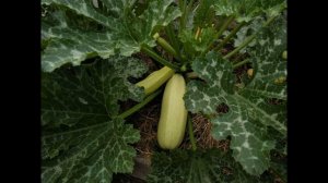 Сорта кабачков дающие большой урожай