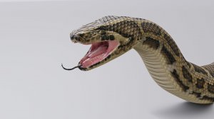 Звук змеи  / Шипение змей / Sounds Snake Hangs Voice Singing