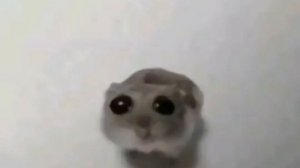 Грустный хомяк