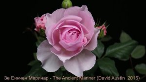 Как распускается роза Зе Еинчен Маринар - The Ancient Mariner (David Austin  2015)