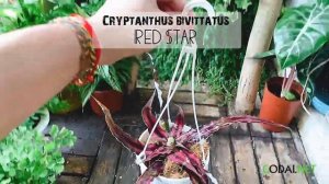 Cây Cryptanthus bivittatus Red Star (Dứa Cảnh Sao Đỏ) chậu treo