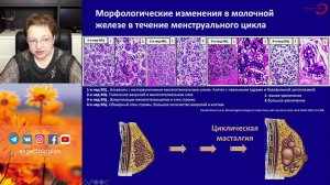 Экспертология | Масталгия при приеме КОК