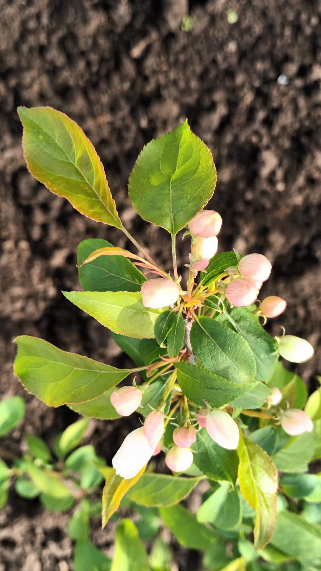 Цветение Malus boccata, видовой яблони
