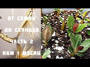 Адениум. Нам 1 месяц. От семян до сеянцев. Часть2