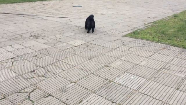 Амулет Китая Хит Хоган смотреть онлайн