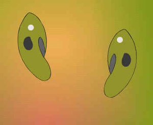 КОНЪЮГАЦИЯ У ИНФУЗОРИИ ТУФЕЛЬКИ