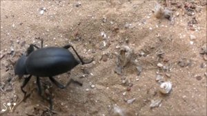 Black Beetle living in a burrow/ Жук-медляк (чернотелка), живущий в норе