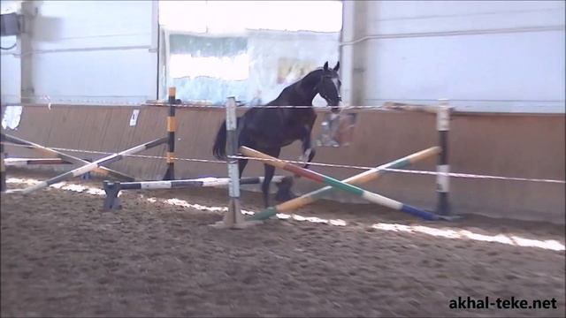 Шпринтгартен. Молодые ахалтекинские лошади смотреть онлайн