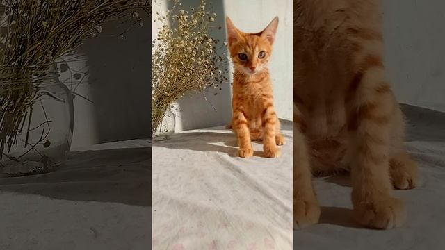 рыжий хитрун