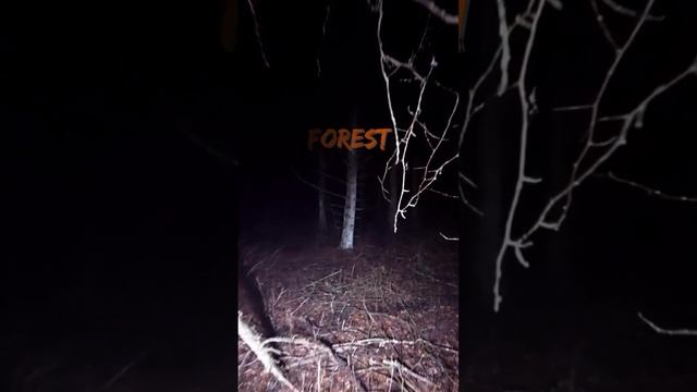 Unveiling the Enchanted Mysteries of a Bewitched Forest | Halloween Adventure
