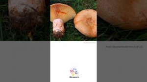 Saffron milkcap (Lactarius deliciosus) | Classification | Scientific Short Profile | Shroomers