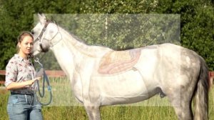 ПОДРОБНЕЕ О ЛОШАДЯХ | Что такое колики? Какие особенности анатомии ЖКТ у лошадей?