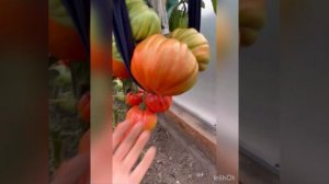 ?САМЫЙ КРУПНЫЙ ТОМАТ? В КОЛЛЕКЦИИ| ГИГАНТ ФАРИНА|?