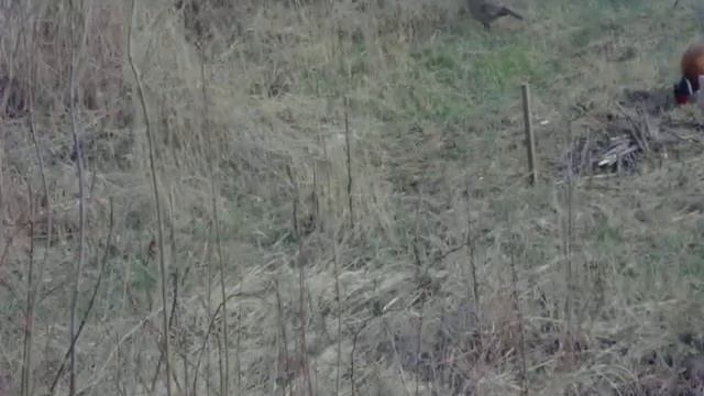 Такого ушастого фазана у нас ещё не было смотреть онлайн