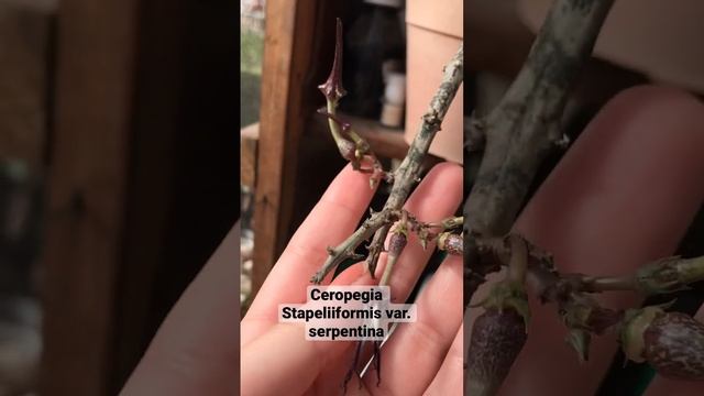 Ceropegia Stapeliiformis var. serpentina en flor ?❤️?