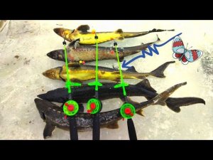 Рыбалка на осетра, ловля на зимние удочки.