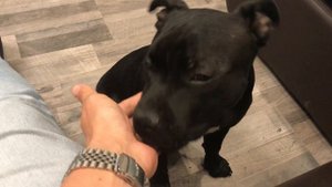 Стаффбуль атакует ))) / Staffbull attacks )))