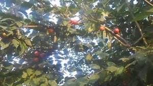 Это слива или алыча?