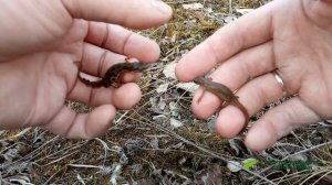 Как отличить самца от самки обыкновенного тритона (Lissotriton vulgaris)?