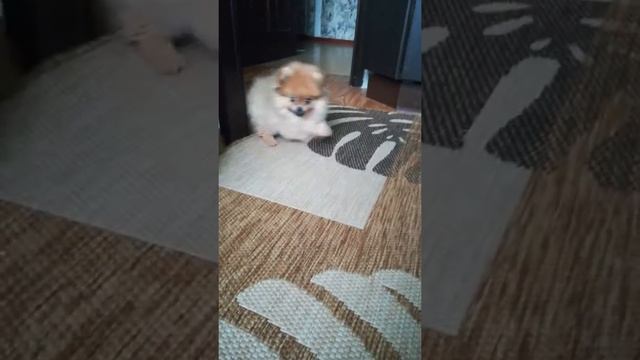 Страшный зверь - тушканчик))) наша шпицуля Алиска ???