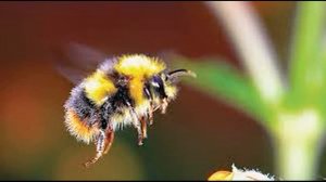 чем полезны пчелы осы шмели и шершни/какая польза?