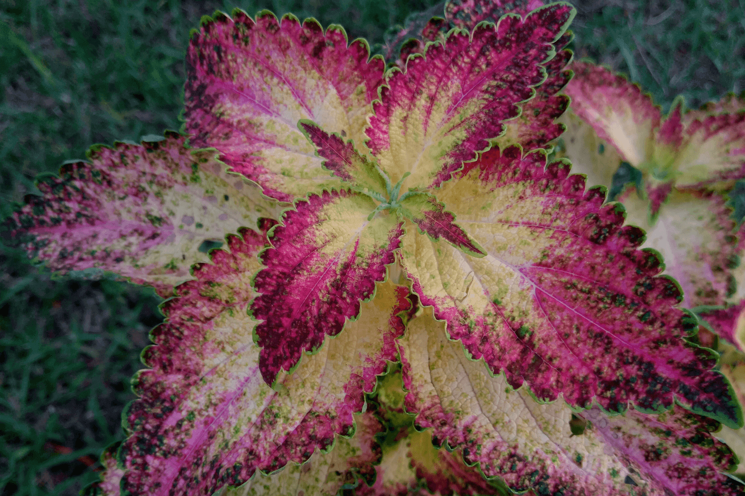 Колеус гибридный "Гленнис" (Coleus hybridus "Glennis")