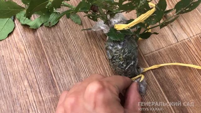Как размножить розу летом. Черенкование роз. Рабочий способ!