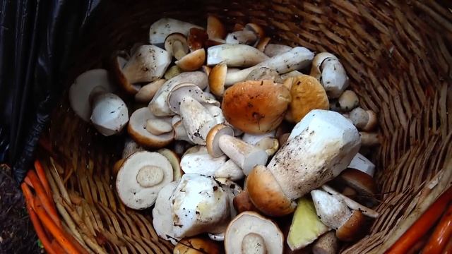 БЕЛЫЕ ГРИБЫ РАСТУТ ВЕЗДЕ И ПРЫГАЮТ САМИ В КОРЗИНЫ/2023 смотреть онлайн