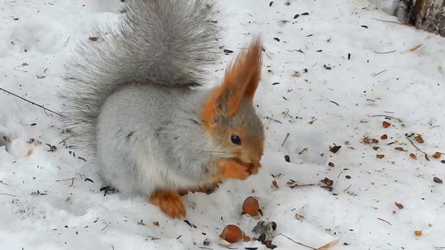 Наша Няша (белка на Зеленом Острове, 2017) смотреть онлайн