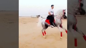 Арабский скакун 2020