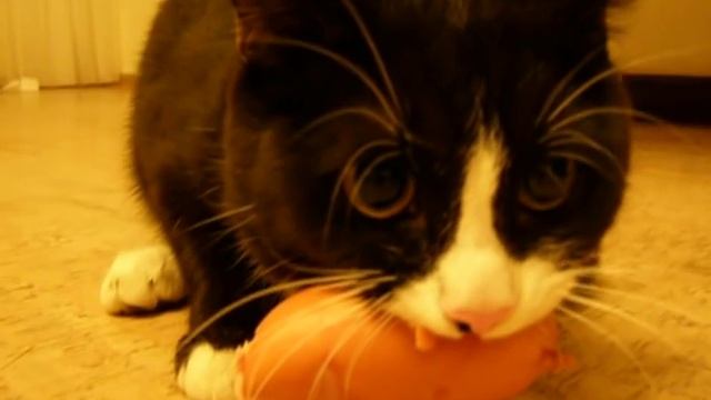 Кот спёр сардельку со стола и рычит смотреть онлайн