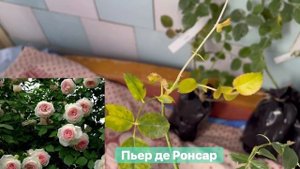 Распаковка посылки роз из Воронежа (питомник « Уютный сад»)30.05.23
